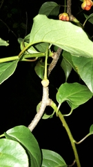 Schisandra arisanensis