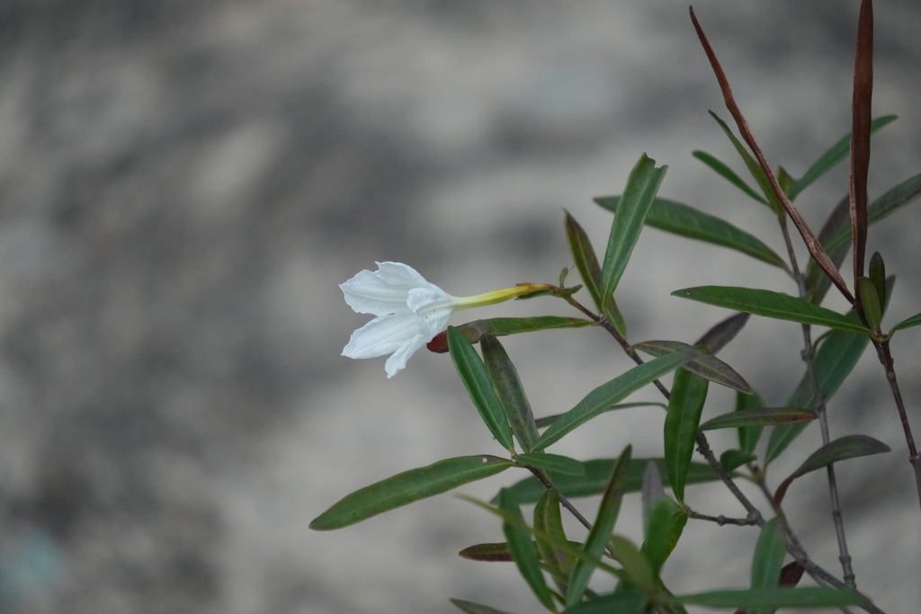Spirolobium cambodianum