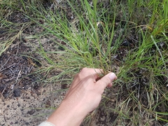 Paspalum vaginatum