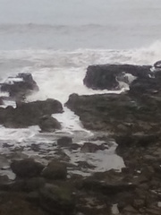 Phoca vitulina