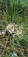 Astragalus dolichophyllus