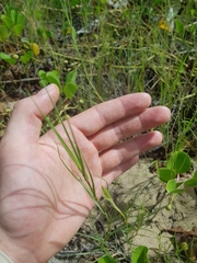 Paspalum vaginatum