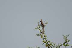 Urocolius macrourus