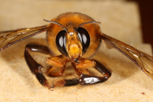 Ptiloglossa pretiosa