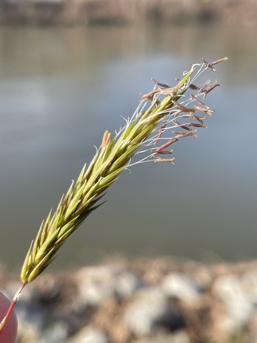Anthoxanthum odoratum iNat (3)