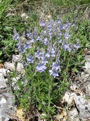 Veronica austriaca jacquinii