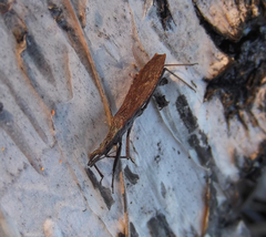 Pygolampis bidentata