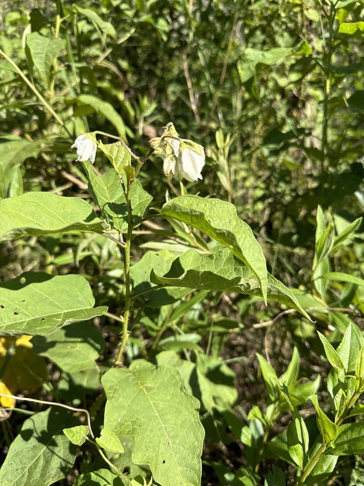 Solanum guaraniticum