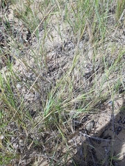 Paspalum vaginatum