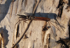 Pygolampis bidentata