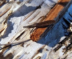 Pygolampis bidentata