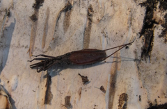 Pygolampis bidentata