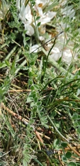 Astragalus dolichophyllus
