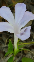Barleria phillyreifolia image