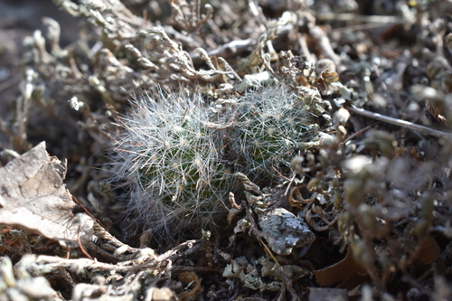 Mammillaria morentiniana