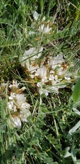 Astragalus dolichophyllus