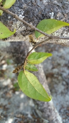 Croton danguyanus image