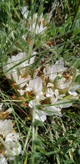 Astragalus dolichophyllus