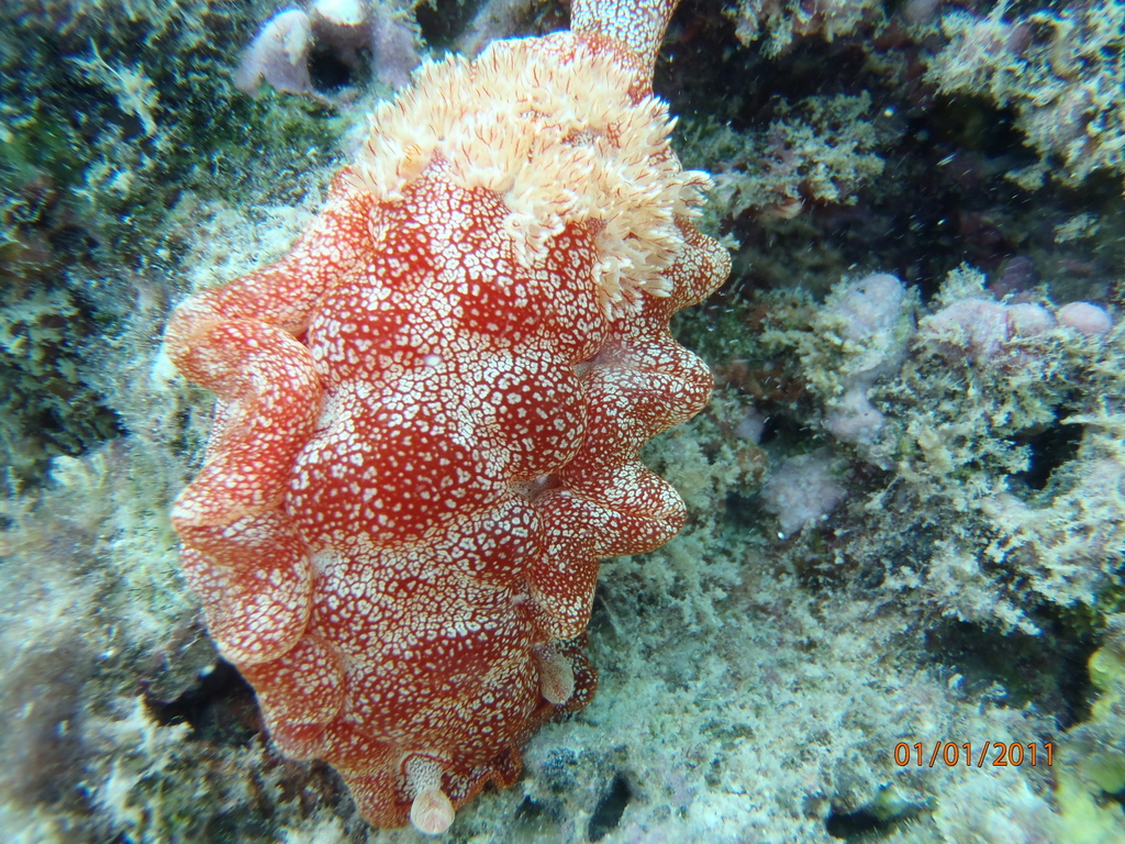 Mottled Spanish Dancer