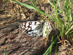 Melanargia ines