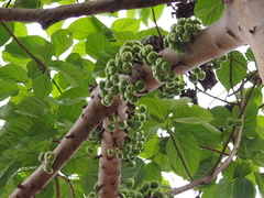 Ficus variegata