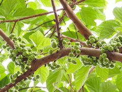 Ficus variegata