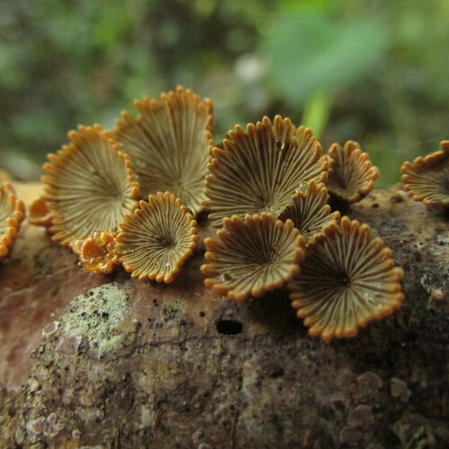 Schizophyllum umbrinum