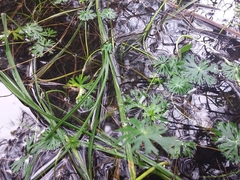 Ranunculus inundatus