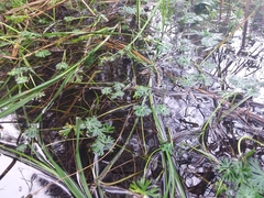 Ranunculus inundatus