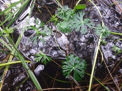 Ranunculus inundatus