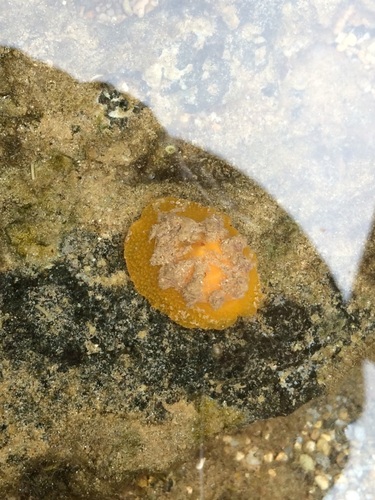 Umbraculum, 2016-06-02