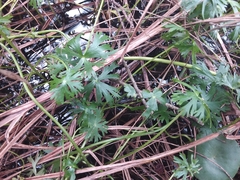 Ranunculus inundatus