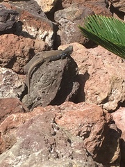 Gallotia galloti galloti