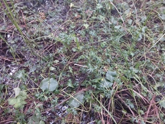 Ranunculus inundatus