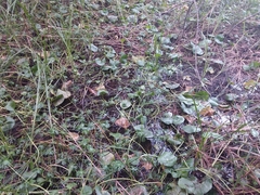 Ranunculus inundatus