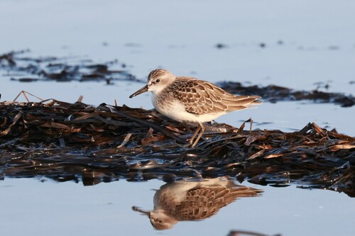Correlimos semipalmeado (Calidris pusilla)