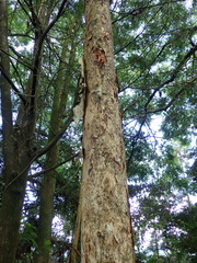 Melaleuca cajuputi cumingiana