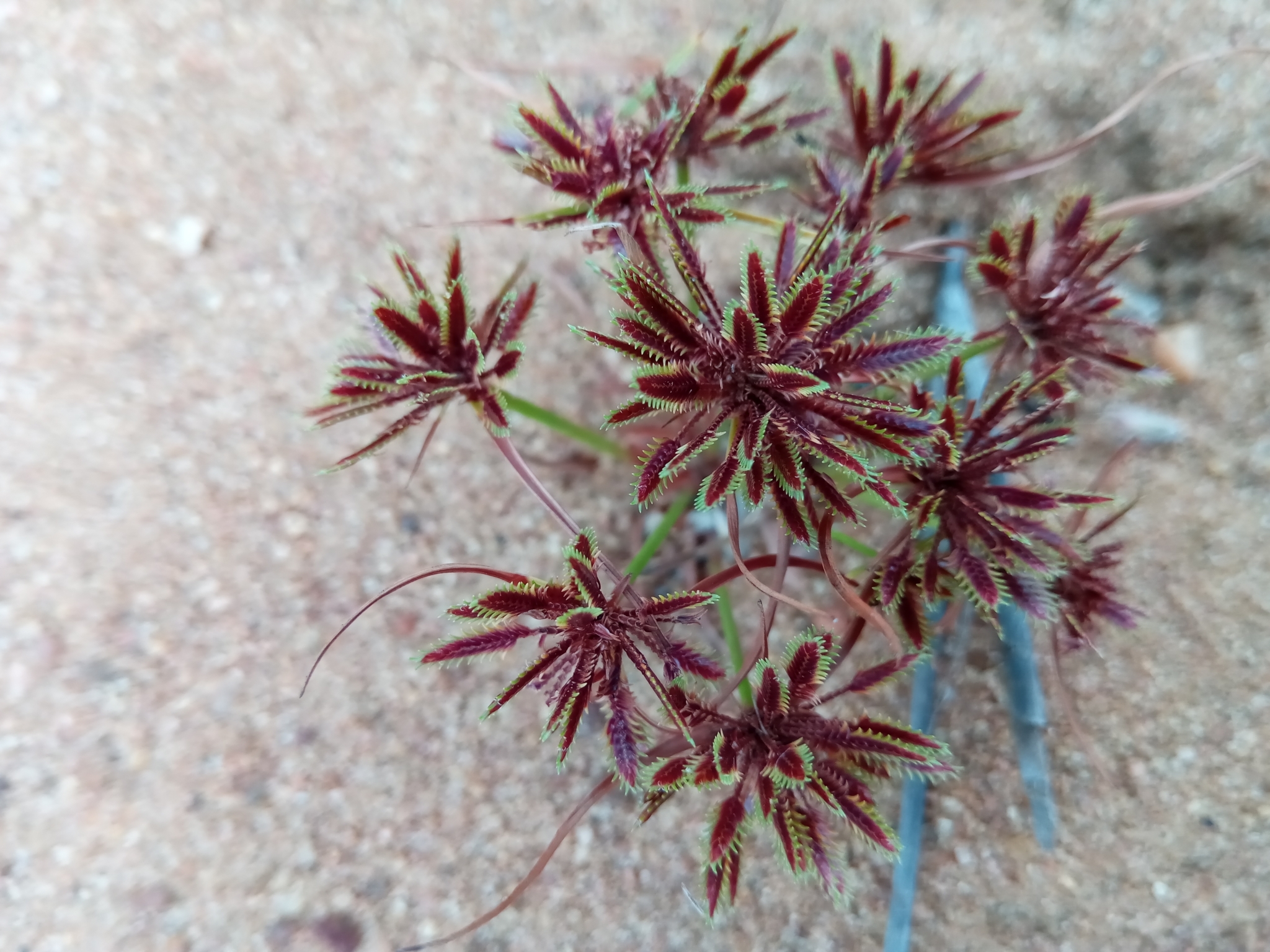 Cyperus cuspidatus