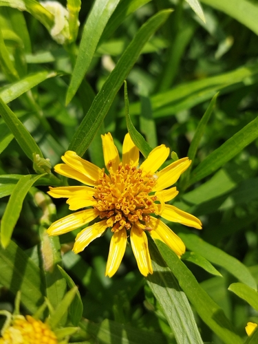 Image of Pascalia glauca by (c) Sebastián Fornés, some rights reserved (CC BY)