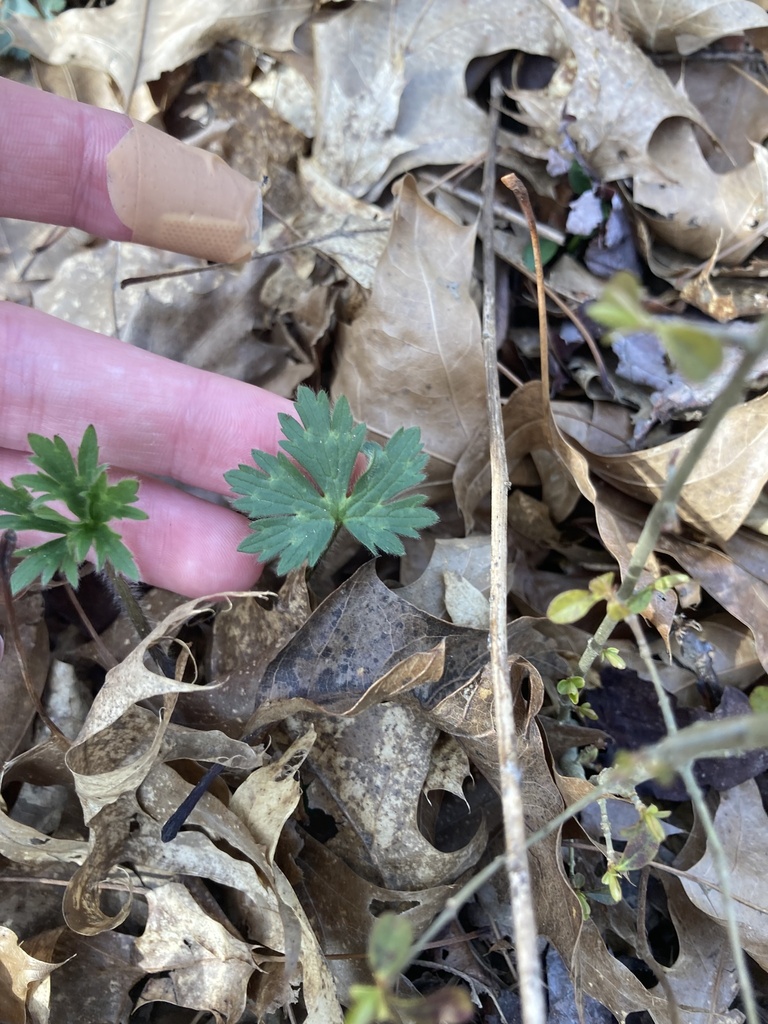 wild geranium from Quail Hollow Park, Hartville, OH, US on March 12 ...