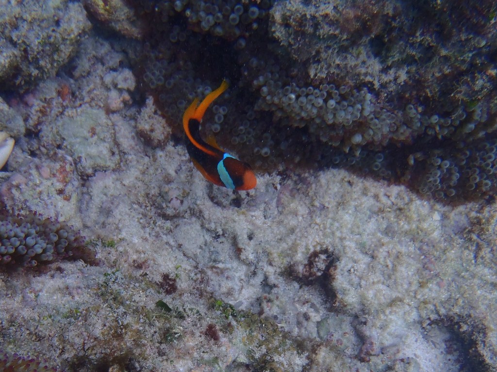 black anemonefish