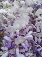 Wisteria sinensis