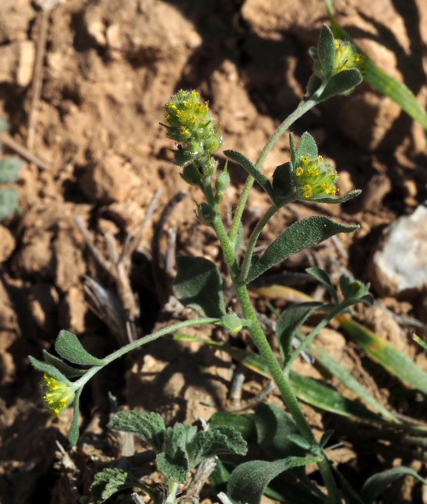 Alyssum dasycarpum