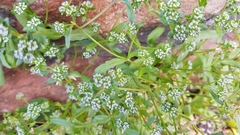 Valerianella locusta