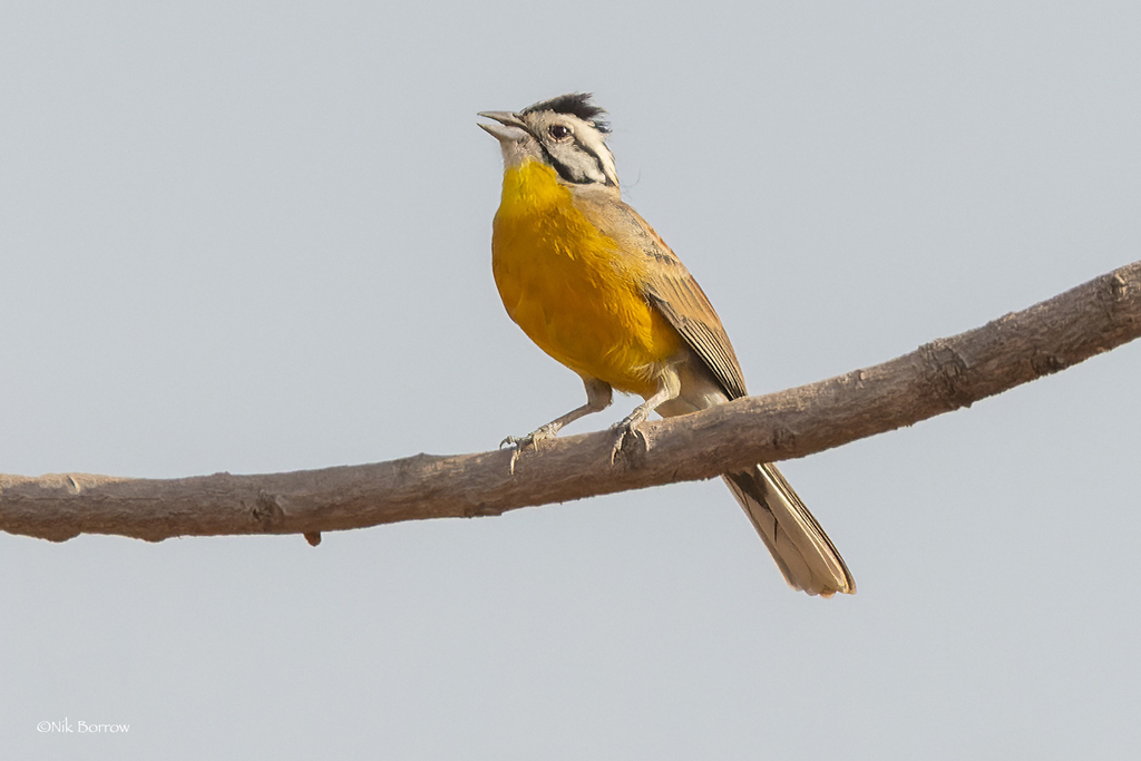 Brown-Rumped Bunting