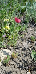 Papaver dubium stevenianum