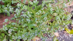 Valerianella locusta