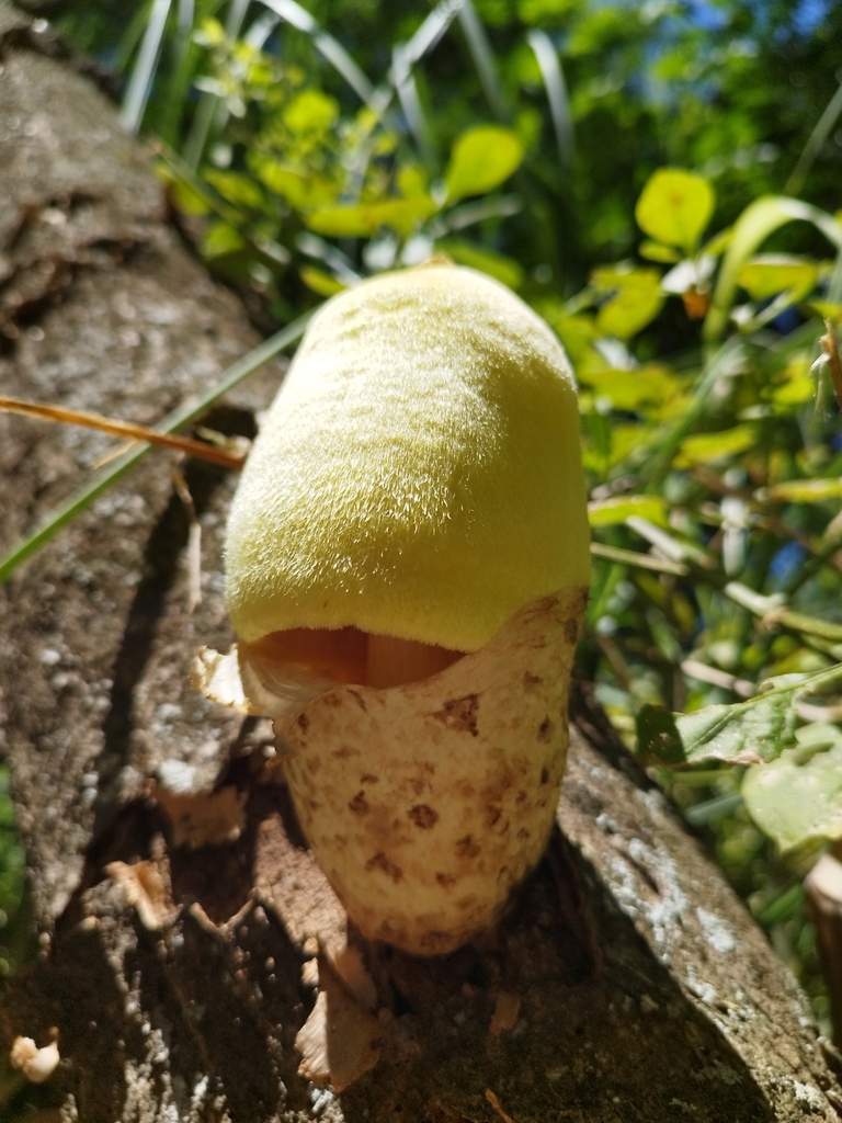 Volvariella bombycina · December 2023 · photo: © seba_fornes (iNaturalist, cc-by)
