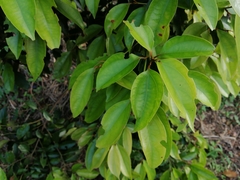 Cryptocarya chinensis