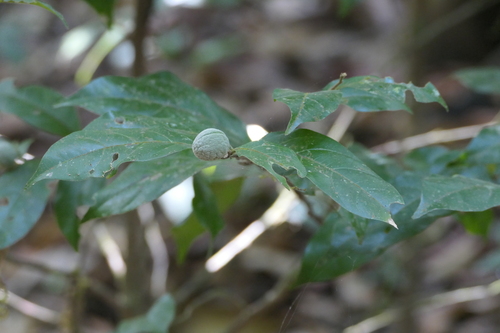 Dichapetalum gelonioides (Dichapetalum gelonioides)